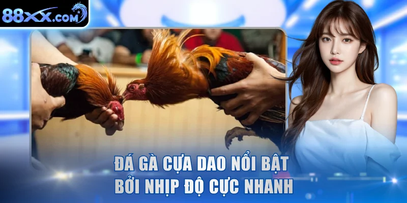 Đá gà cựa dao nổi bật bởi nhịp độ cực nhanh